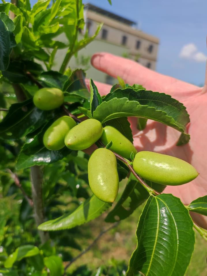 台灣農健康 台灣小農自產自銷 黑棗 Made In Taiwan Prune Plum(450g)