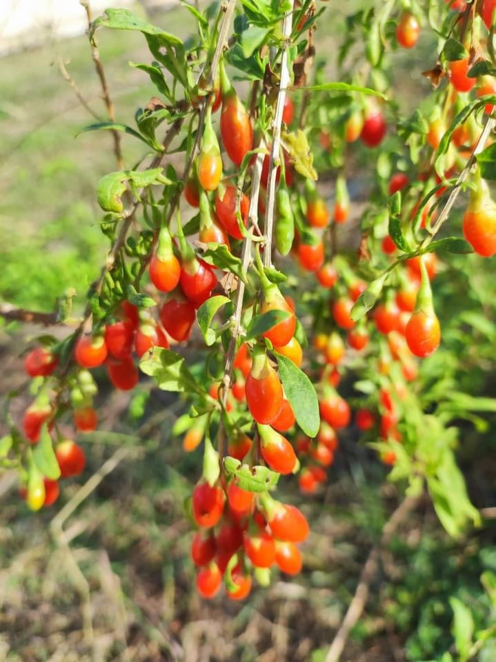 台灣農健康 台灣小農自產自銷 枸杞  Made In Taiwan Wolfberry(230g)