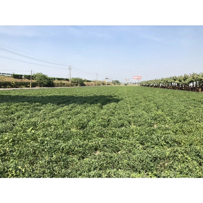 雲林9號花生 九號鹹酥(600*包)