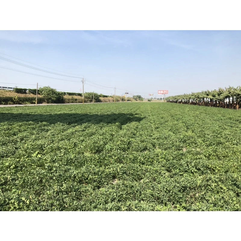雲林9號花生 原味黑金剛花生(600g*包)
